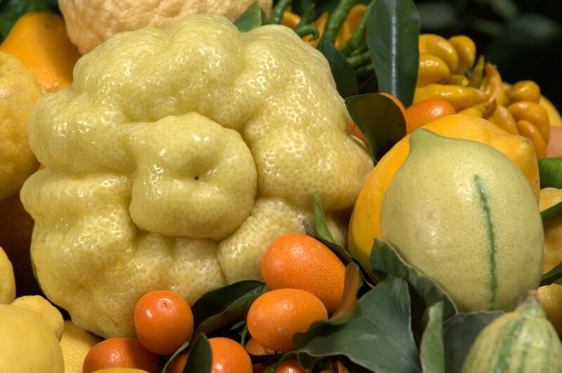Oskar Tintori ist zweifelsohne einer „der“ Experten in Sachen Citrus-Gewächse. In seinem Betrieb in der Nähe von Florenz widmet er sich Orangen, Zitronen und Mandarinen, düngt, schneidet, gießt und veredelt sie. – Bild: BR /​ BR