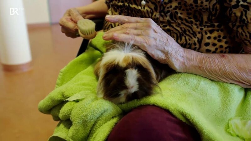 Auch im Seniorenheim wird tiergestützte Therapie eingesetzt: Eine Bewohnerin kümmert sich um ein Meerschweinchen. – Bild: ZDF und BR.