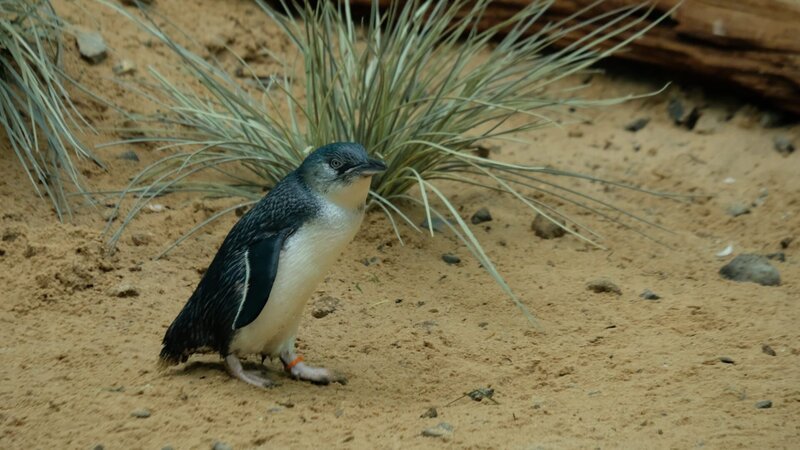Little penguins on exhibit. – Bild: Animal Planet /​ Discovery Communications, LLC