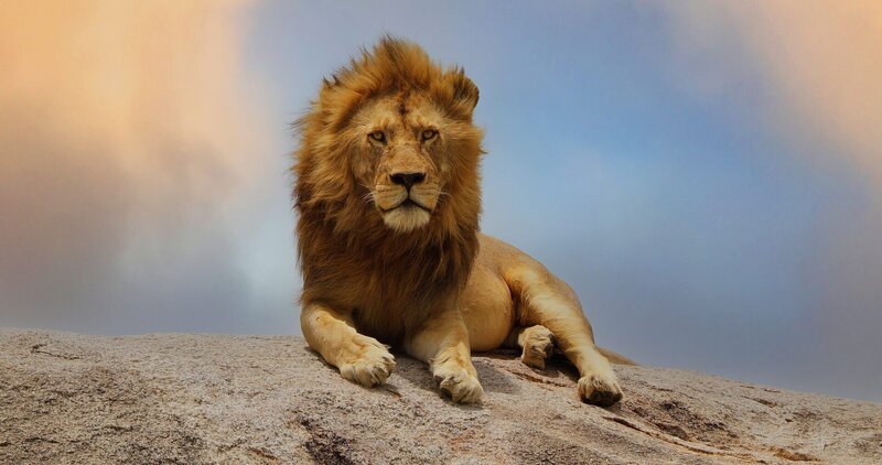 Männliche Löwen sind größer und schwerer als Weibchen und verteidigen das Rudel gegen fremde Männchen. – Bild: ZDF und John Downer./​John Downer