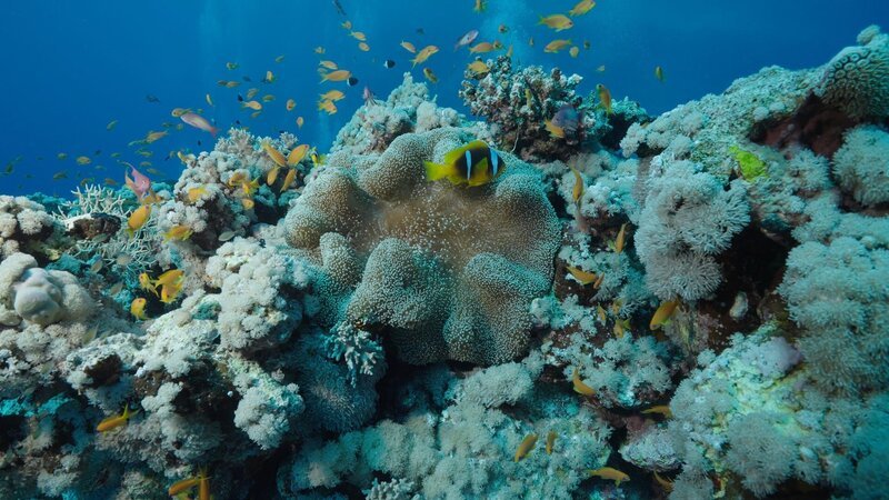 Korallenriffe gehören zu den artenreichsten Lebensräumen der Welt. Sie beherbergen rund ein Viertel aller Spezies, die im Meer leben. – Bild: ZDF und Uli Kunz./​Uli Kunz