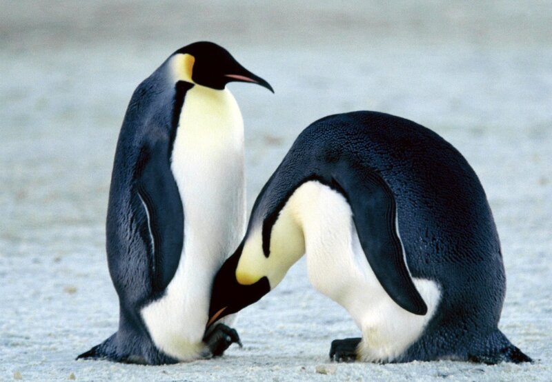 Die Reise der Pinguine – Bild: „ARD Degeto“ (S 2)