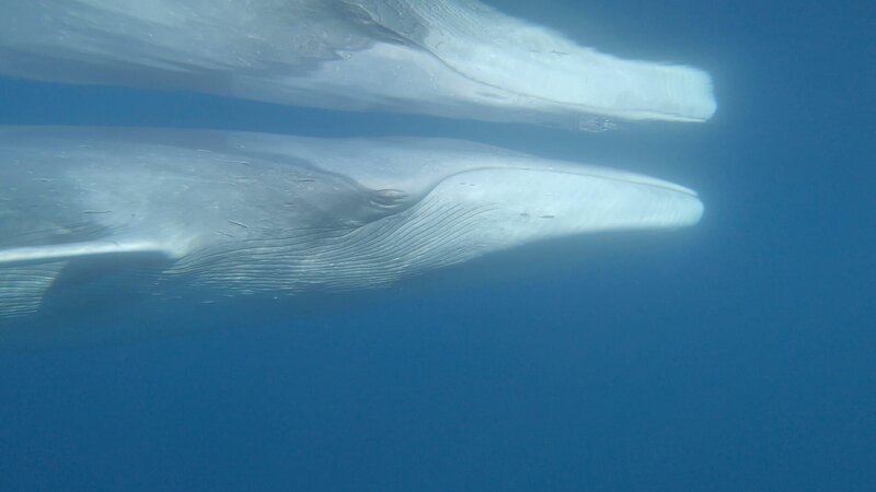 Pelagos - Welt der Wale – Bild: Curiosity TV