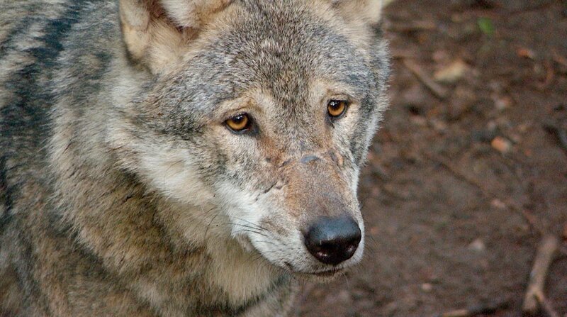 NDR Fernsehen DIE NORDREPORTAGE: WENN DIE WÖLFE WIEDERKOMMEN, am Mittwoch (13.01.21) um 18:15 Uhr. Der Wolf. Früher als Bestie verfolgt, heute unter Schutz gestellt. Gefallen tut das nicht jedem. © NDR, honorarfrei – Verwendung gemäß der AGB im engen inhaltlichen, redaktionellen Zusammenhang mit genannter NDR-Sendung bei Nennung „Bild: NDR“ (S2). NDR Presse und Information/Fotoredaktion, Tel: 040/4156–2306 oder -2305, pressefoto@ndr.de – Bild: NDR NDR Fernsehen DIE NORDREPORTAGE: WENN DIE WÖLFE WIEDERKOMMEN, am Mittwoch (13.01.21) um 18:15 Uhr. Der Wolf. Früher als Bestie verfolgt, heute unter Schutz gestellt. Gefallen tut das nicht jedem. © NDR, honorarfrei – Verwendung gemäß der AGB im engen inhaltlichen, redaktionellen Zusammenhang mit genannter NDR-Sendung bei Nennung „Bild: NDR“ (S2). NDR Presse und Information/Fotoredaktion, Tel: 040/4156–2306 oder -2305, pressefoto@ndr.de – Bild: NDR