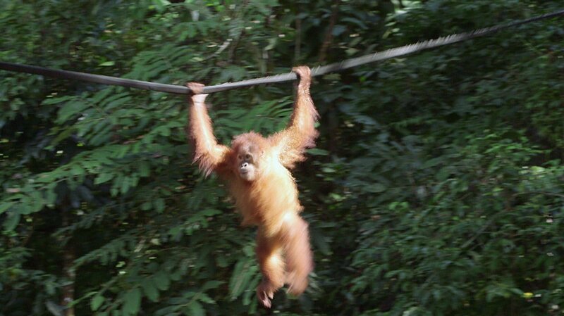 Gober kommt frei – Bild: BR/​tigerbaby.tv