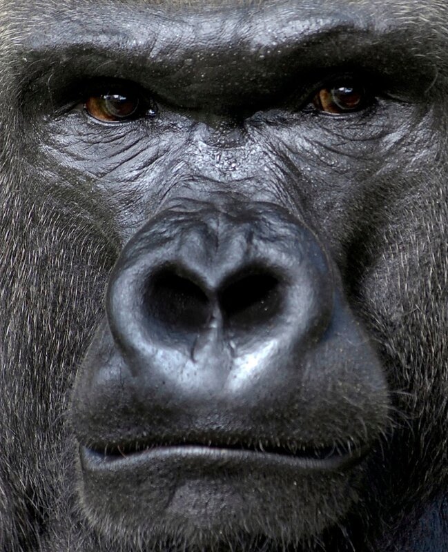 ARD/​rbb PANDA, GORILLA & CO. Gorilla. – Bild: rbb/​Thomas Ernst