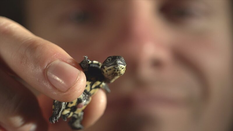 Turtle Hero - Ein Leben für die Schildkröten – Bild: 3sat