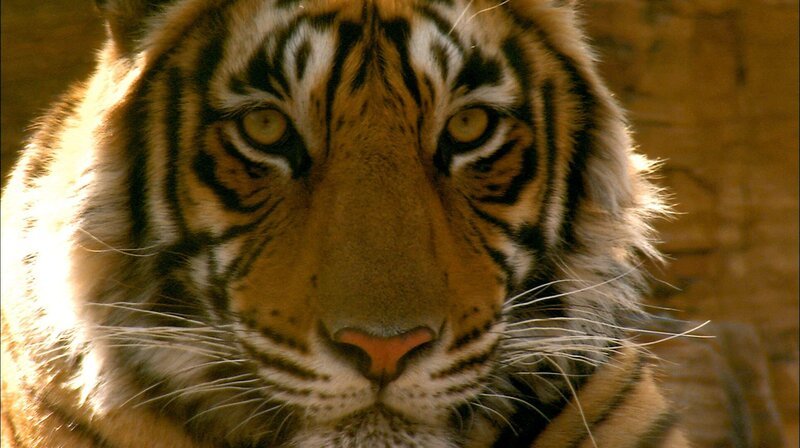 Indische Tiger: Anfang der 2000er Jahre waren sie fast ausgerottet. – Bild: WDR/​Längengrad Filmproduktion