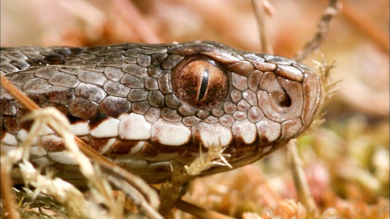 Lechtal - Lebensraum Berg – Bild: 3sat