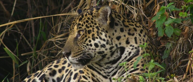 Jaguar – Bild: Spiegel TV Wissen