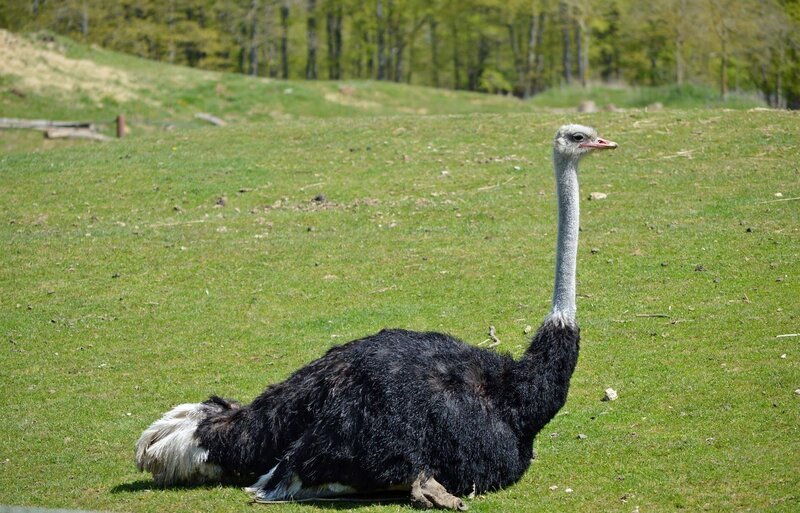 Ostrich – Bild: CC0 Creative Commons
