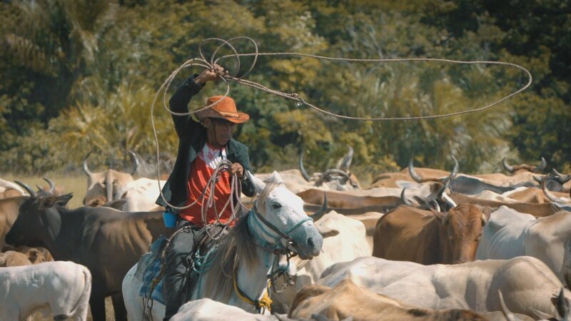 Cowboy beim Rinderhüten. (National Geographic/​Ross Hamilton) – Bild: Ross Hamilton /​ National Geographic/​Ross Hamilton /​ National Geographic