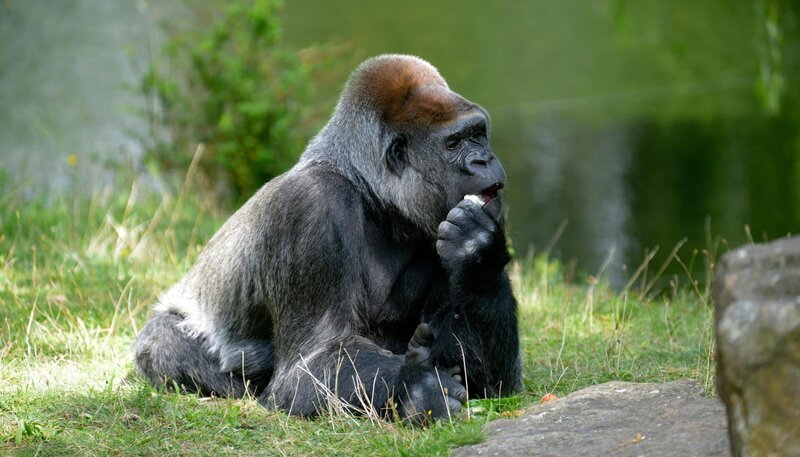 Gorilla Ivo im Zoo Berlin. – Bild: rbb/​Thomas Ernst