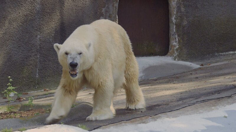 Polar Bear – Bild: Animal Planet