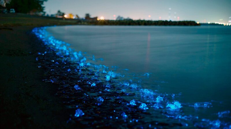 An der Toyama Bucht in Japan tauchen oft Leuchtkalmare auf, die den Strand mit ihrer Biolumineszenz zum Leuchten bringen. – Bild: phoenix/​3Sat/​Taka Kojima