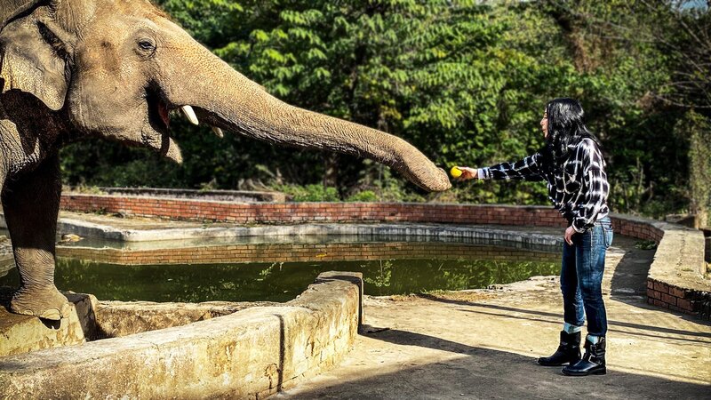 Cher und der Elefant – Bild: Curiosity Channel