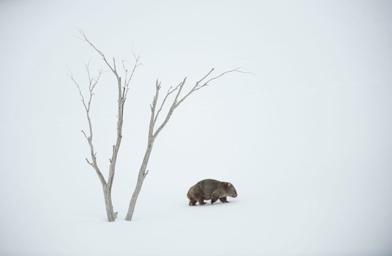 Wombats gehören zu den wenigen Tieren Australiens, die oberhalb der Schneegrenze leben können. – Bild: ZDF und BBC /​ Charles Davis./​BBC /​ Charles Davis