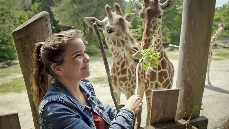 Anna füttert die beiden Giraffenfreundinnen Taziyah und Makena. Bei den Giraffen gibt es tatsächlich echte Freundschaften unter Weibchen. – Bild: BR/​TEXT+BILD Medienproduktion GmbH & Co. KG/​David Enge