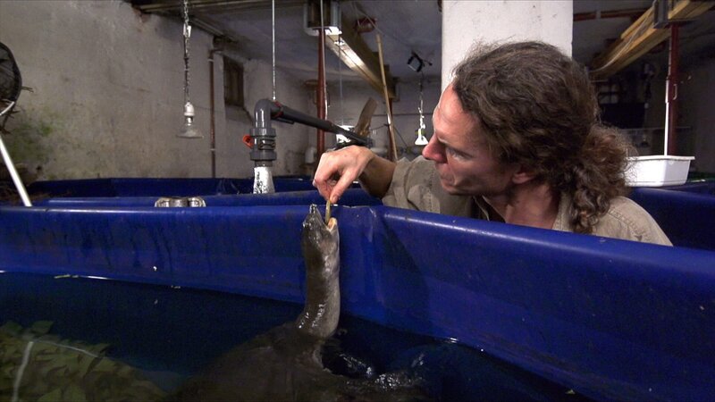 Turtle Hero - Ein Leben für die Schildkröten – Bild: 3sat