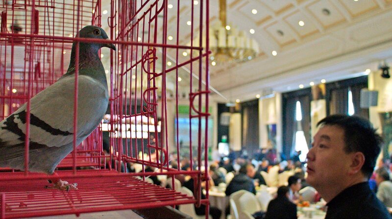 Preisverleihung in Peking. – Bild: ZDF und SWR/Sebastian Bäumler. Preisverleihung in Peking. – Bild: ZDF und SWR/Sebastian Bäumler.