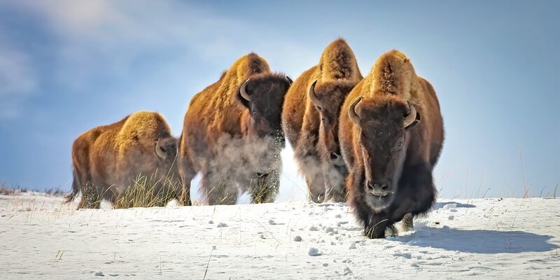 Bison in winter in Yellowstone National Park – Bild: Shutterstock