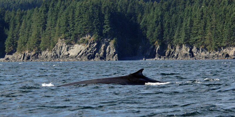Fin Whale off Kodiak Island, Alaska – Bild: Shutterstock /​ Shutterstock /​ Copyright (c) 2006 Richard Fitzer/​Shutterstock. No use without permission.