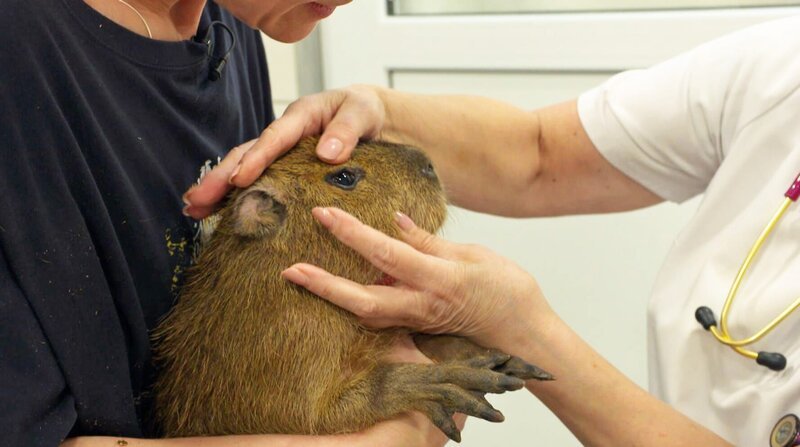 Capybara – Bild: SPIEGEL TV