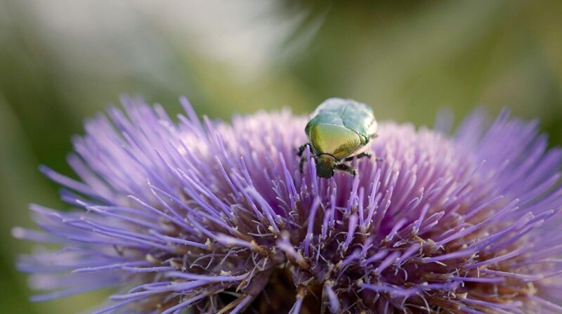 Viele Käfer fressen an Blüten und bestäuben die Pflanzen dabei eher „nebenbei“. – Bild: BR/​Längengrad Filmproduktion GmbH/​SWR