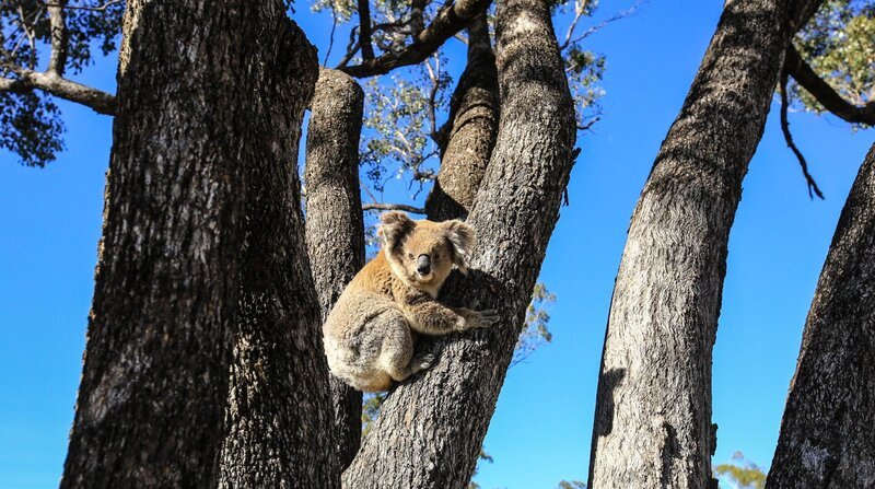 Der Lebensraum der Koalas schrumpft seit Jahrzehnten immer mehr. In einigen Regionen Australiens sind seit den 1990er Jahren etwa 80 Prozent der Koalas verschwunden. – Bild: NDR/​Northern Picture/​Adele Bennett/​Adele Bennett