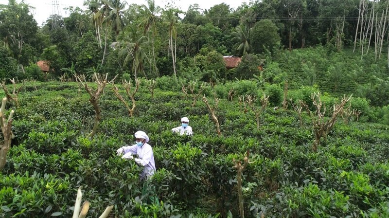 Sri Lanka hieß bis 1972 Ceylon: Der gleichnamige Tee hat die Insel berühmt gemacht, besonders wertvolle Sorten wie der „Weiße Tee“ werden auf den Plantagen mit goldenen Scheren von den Büschen geschnitten. – Bild: NDR/nonfictionplanet/Dragomir Radosavljević Sri Lanka hieß bis 1972 Ceylon: Der gleichnamige Tee hat die Insel berühmt gemacht, besonders wertvolle Sorten wie der „Weiße Tee“ werden auf den Plantagen mit goldenen Scheren von den Büschen geschnitten. – Bild: NDR/nonfictionplanet/Dragomir Radosavljević