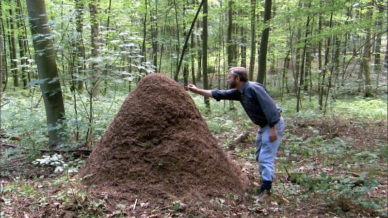 Ameisenberg im Wald.   – Bild: 3sat