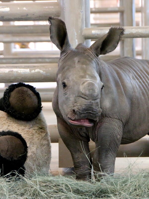 White rhino calf – Bild: Jeff DiNunzio /​ Animal Planet /​ Discovery Communications, LLC