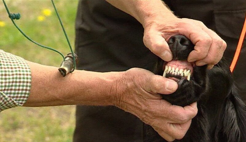 Das Gebiss mit den Fangzähnen ist geeignet zum Fangen und Zerreißen der Beute, ein typisches Raubtiergebiss. – Bild: BR Das Gebiss mit den Fangzähnen ist geeignet zum Fangen und Zerreißen der Beute, ein typisches Raubtiergebiss. – Bild: BR