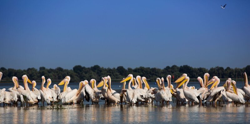 Jeden Sommer versammeln sich Tausende Pelikane im Donaudelta. – Bild: History ZDF und BBC/​Louis Labrom./​BBC/​Louis Labrom/​BBC/​Louis Labrom