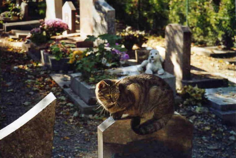 Christoph Castor und Angela Graas begleiten eine herrenlose Katze, die ihr Revier beim Pariser Montmartre hat und auf einem Tierfriedhof „wohnt“. – Bild: BR/​BR