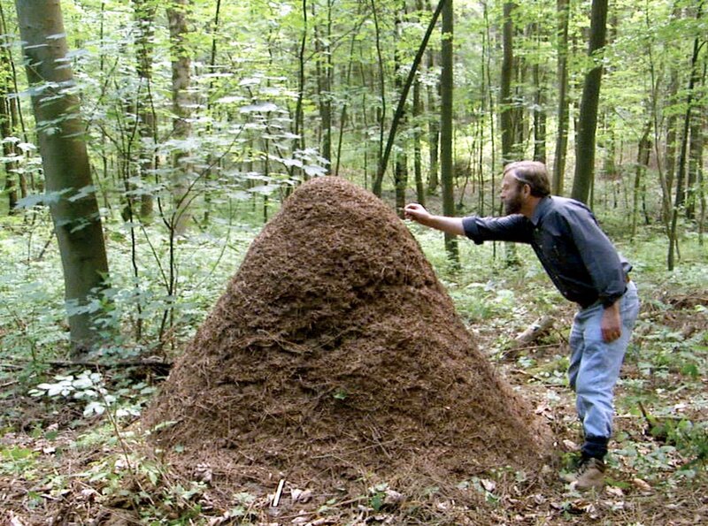 Ameisen - Die heimliche Weltmacht – Bild: NDR/​WDR/​ORF