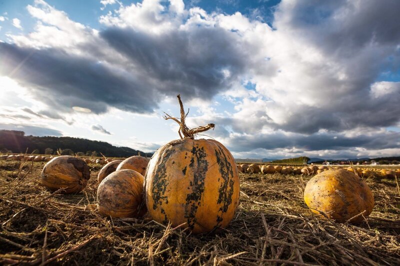 Steirischer Ölkürbis. – Bild: ORF/​Landesstudio Steiermark/​Günter Schilhan