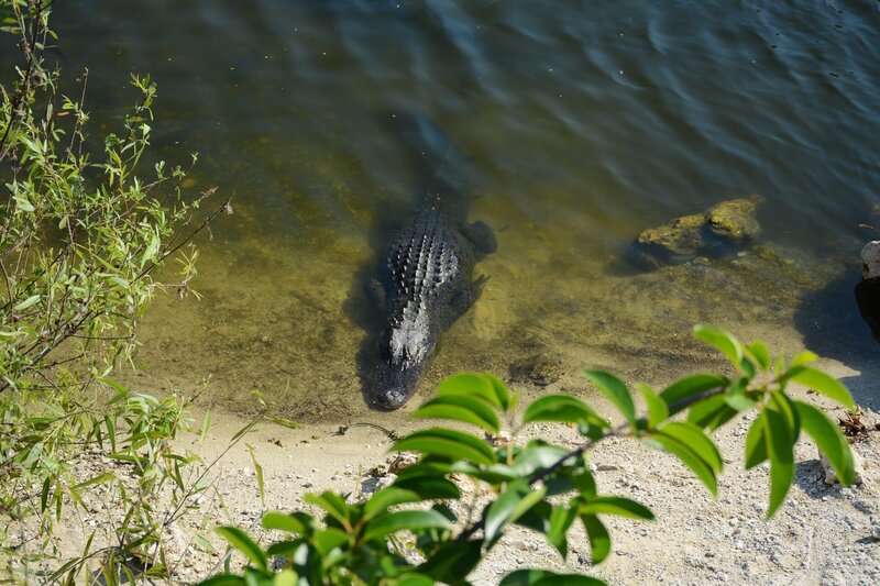 Sumpf in Florida – Bild: photravel_ru/​Shutterstoc