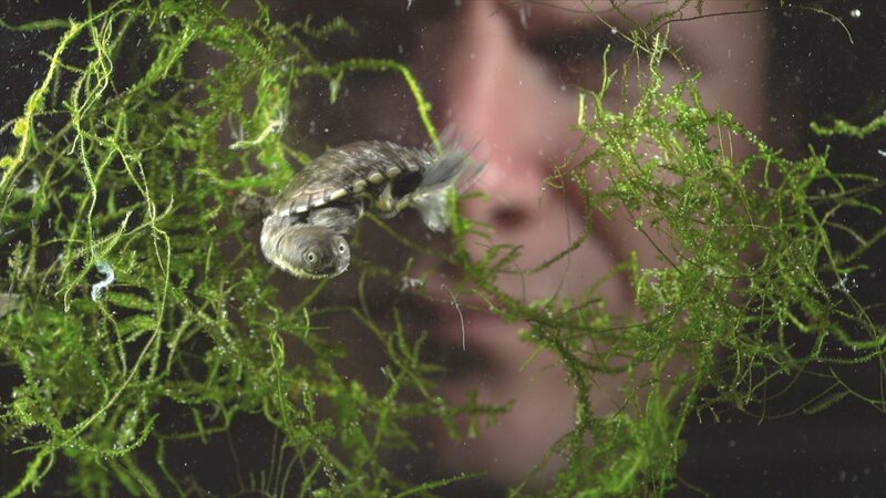 Turtle Hero - Ein Leben für die Schildkröten – Bild: 3sat