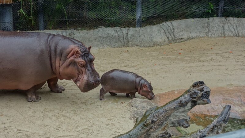 Hippo mother and calf – Bild: Keri Butler /​ Animal Planet /​ Discovery Communications, LLC