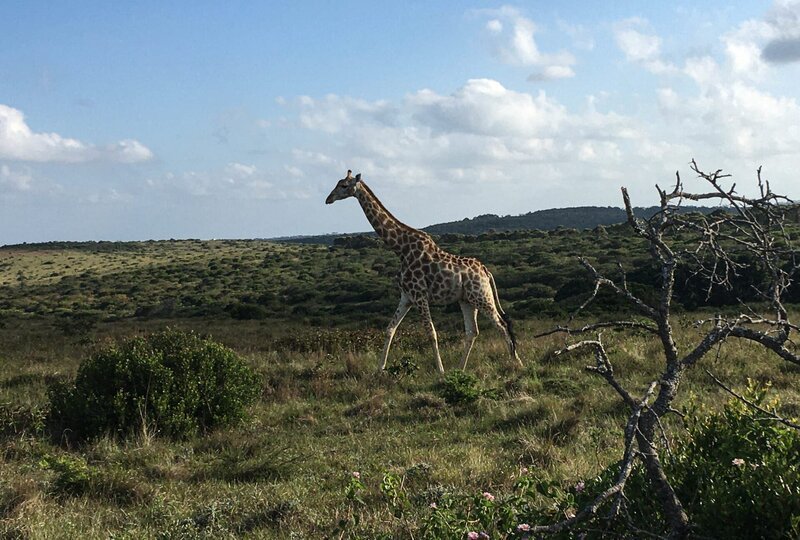 Begegnung mit einer Giraffe beim Safari-Ausflug im Inkwenkwezi Park in der Nähe von East London, Südafrika. – Bild: Bewegte Zeiten Filmproduktion GmbH/​BR/​Bettina Zettler