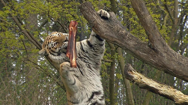 Tigerin Taiga holt sich das verdiente Stück Fleisch. – Bild: ARD