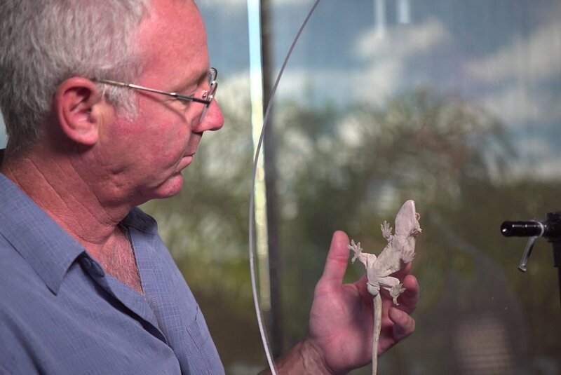 How do geckos defy gravity? A gecko demonstrating how they can defy gravity with Dr Robert Fisher observing. – Bild: Animal Planet /​ 36394_ep107_014 /​ Discovery, Inc.