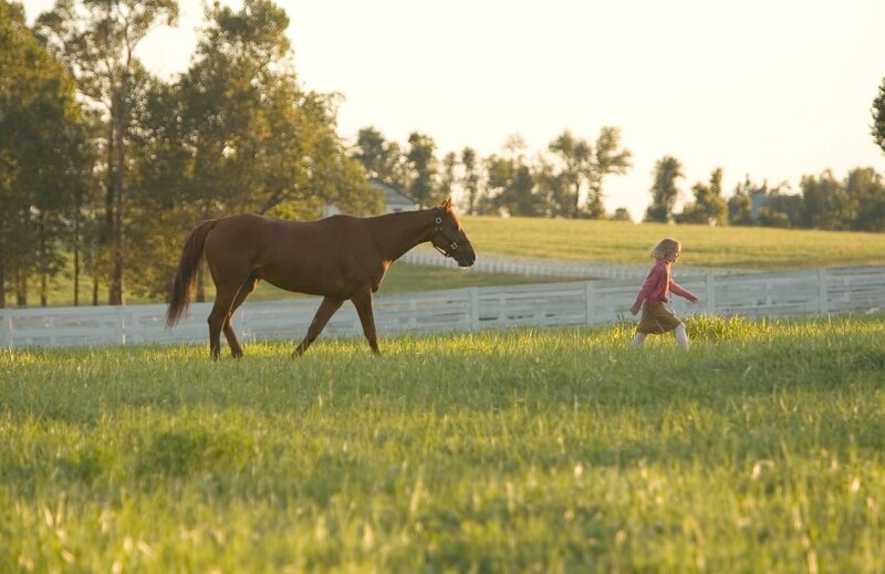 Dreamer - Ein Traum wird wahr – Bild: TM & © 2004 DreamWorks, LLC. All Rights Reserved.