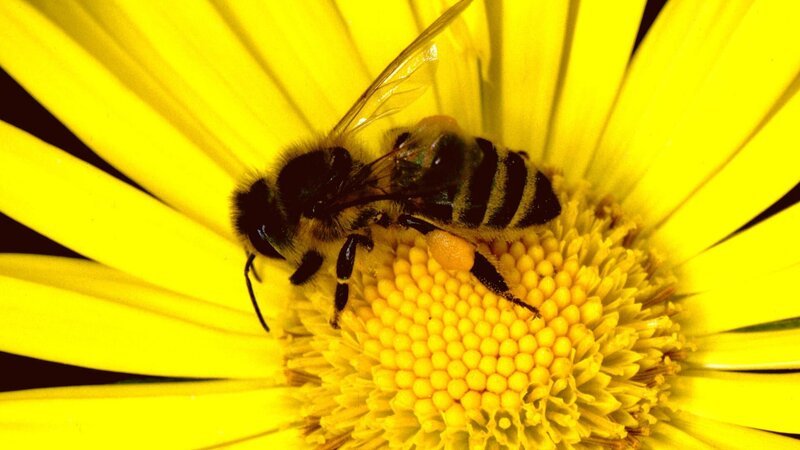 03 Bienen – Ein Leben für die Königin – Bild: ORF