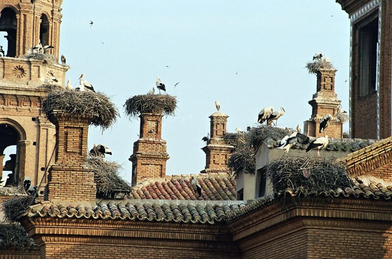 Der Flug der Störche – Bild: ORF/​Karl Köni