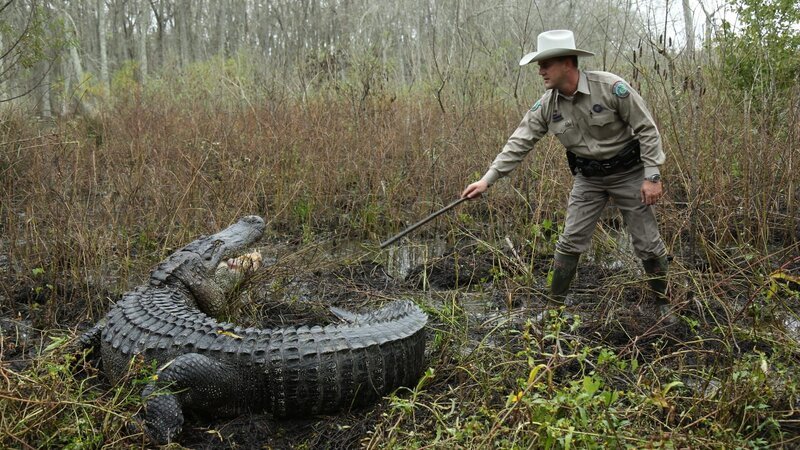 Warden Hall trying to move alligator along, alligator looking back at him with open mouth. – Bild: Discovery Communications