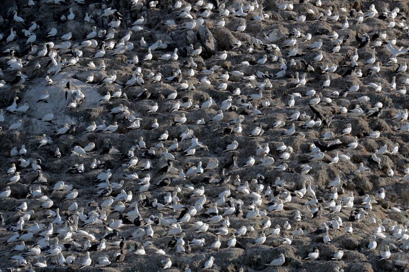 Wilde Bretagne – Bild: 3sat