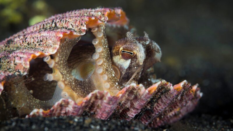 In der Muschelschale hat sich ein Oktopus versteckt. – Bild: ZDF und iStock./​iStock