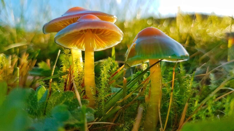 Auf eine gesunde Wiese gehören nicht nur Kräuter und Blumen, sondern auch Pilze wie der Papageien-Saftling. – Bild: ZDF und NDR/nautilusfilm. Auf eine gesunde Wiese gehören nicht nur Kräuter und Blumen, sondern auch Pilze wie der Papageien-Saftling. – Bild: ZDF und NDR/nautilusfilm.